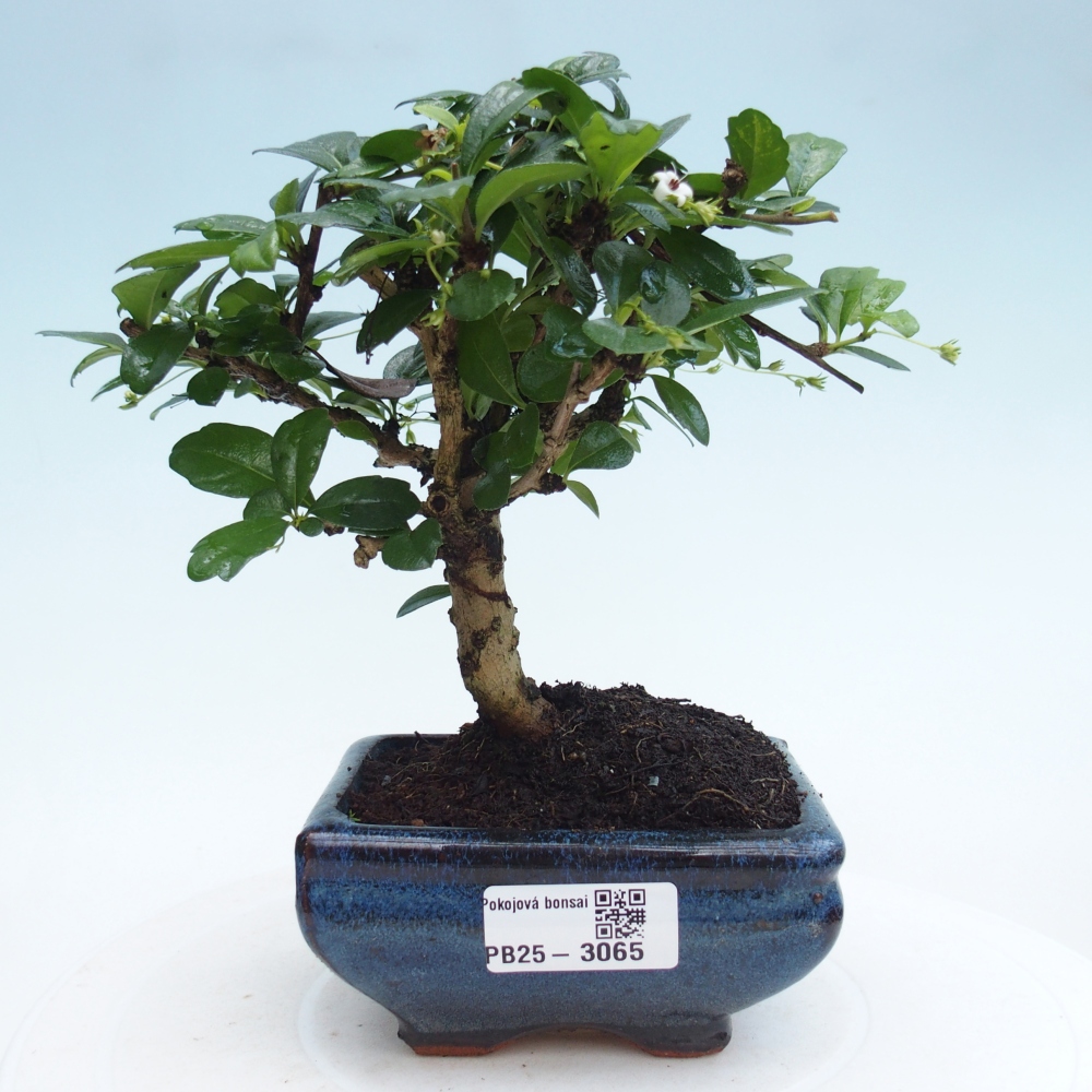 Indoor bonsai - Carmona macrophylla - Fuki tea