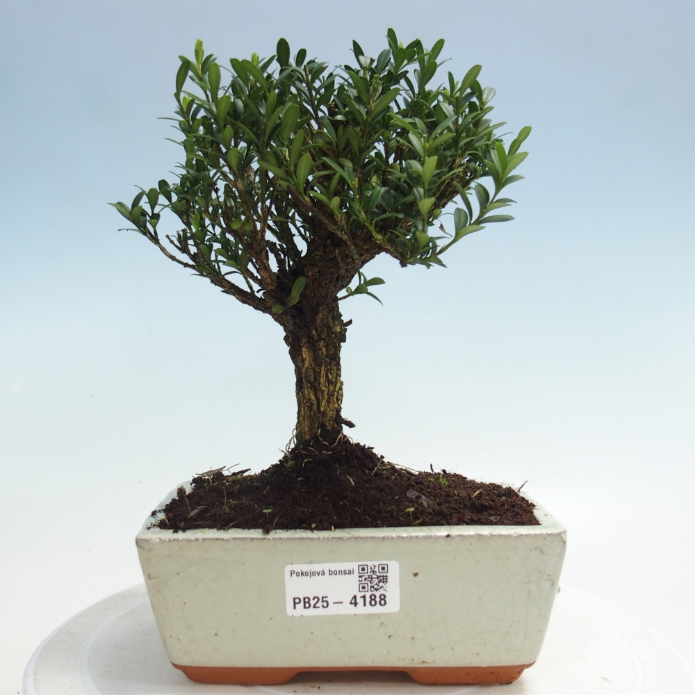 Room bonsai - Buxus harlandii - cork buxus