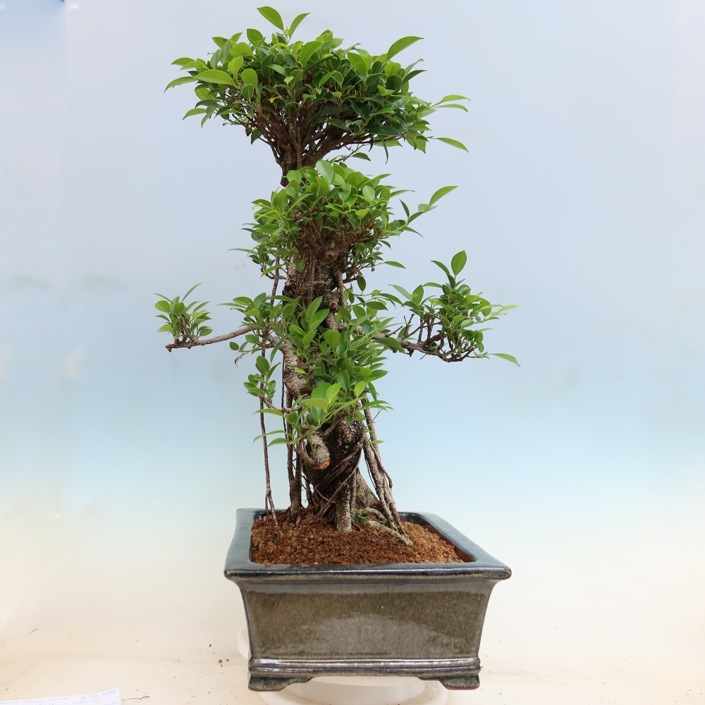 Room bonsai - Ficus kimmen - small-leaved ficus