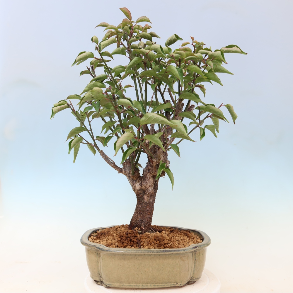 Outdoor Bonsai - Japanese Apricot - Prunus Mume