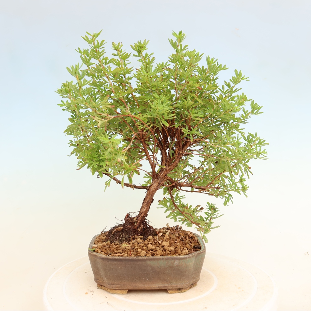 Outdoor Bonsai—Shrubby Cinquefoil—Potentilla fruticosa 'Bellissima'