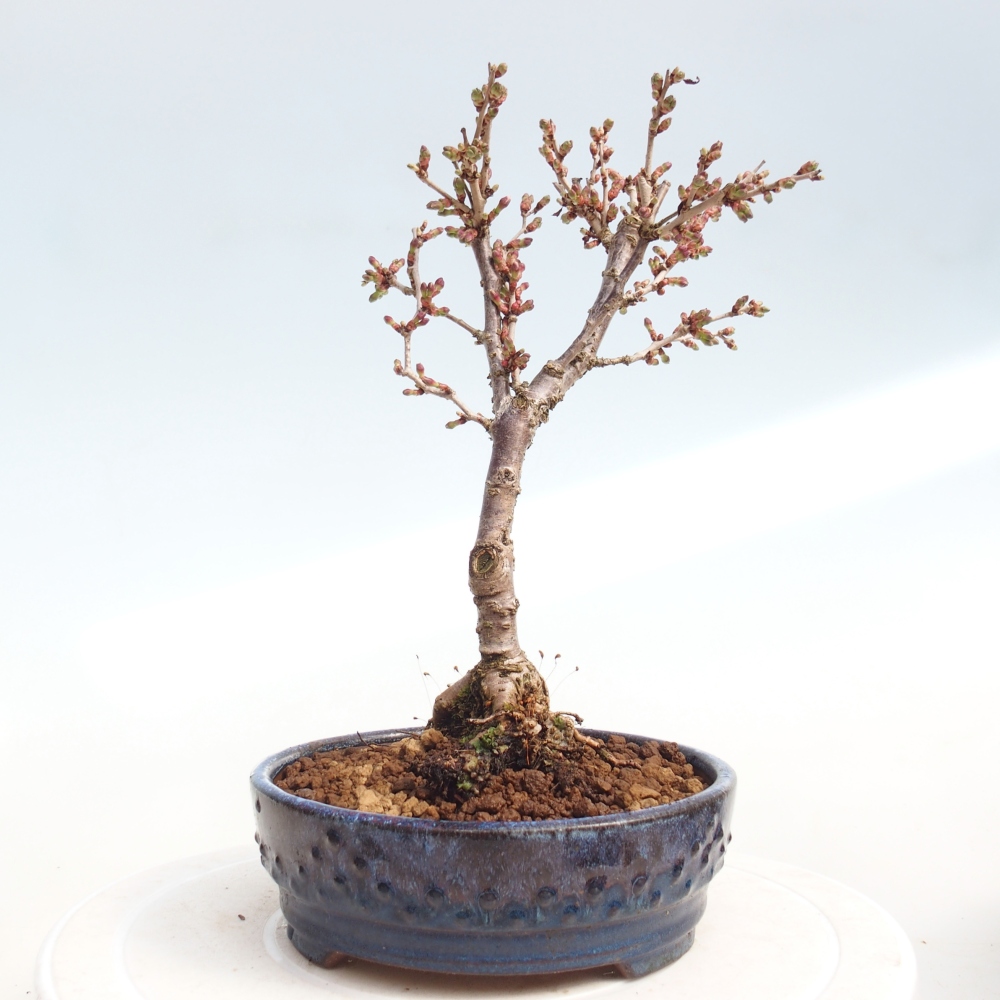 Outdoor bonsai - Prunus incisa Kojou-no mai-Plivon cut out