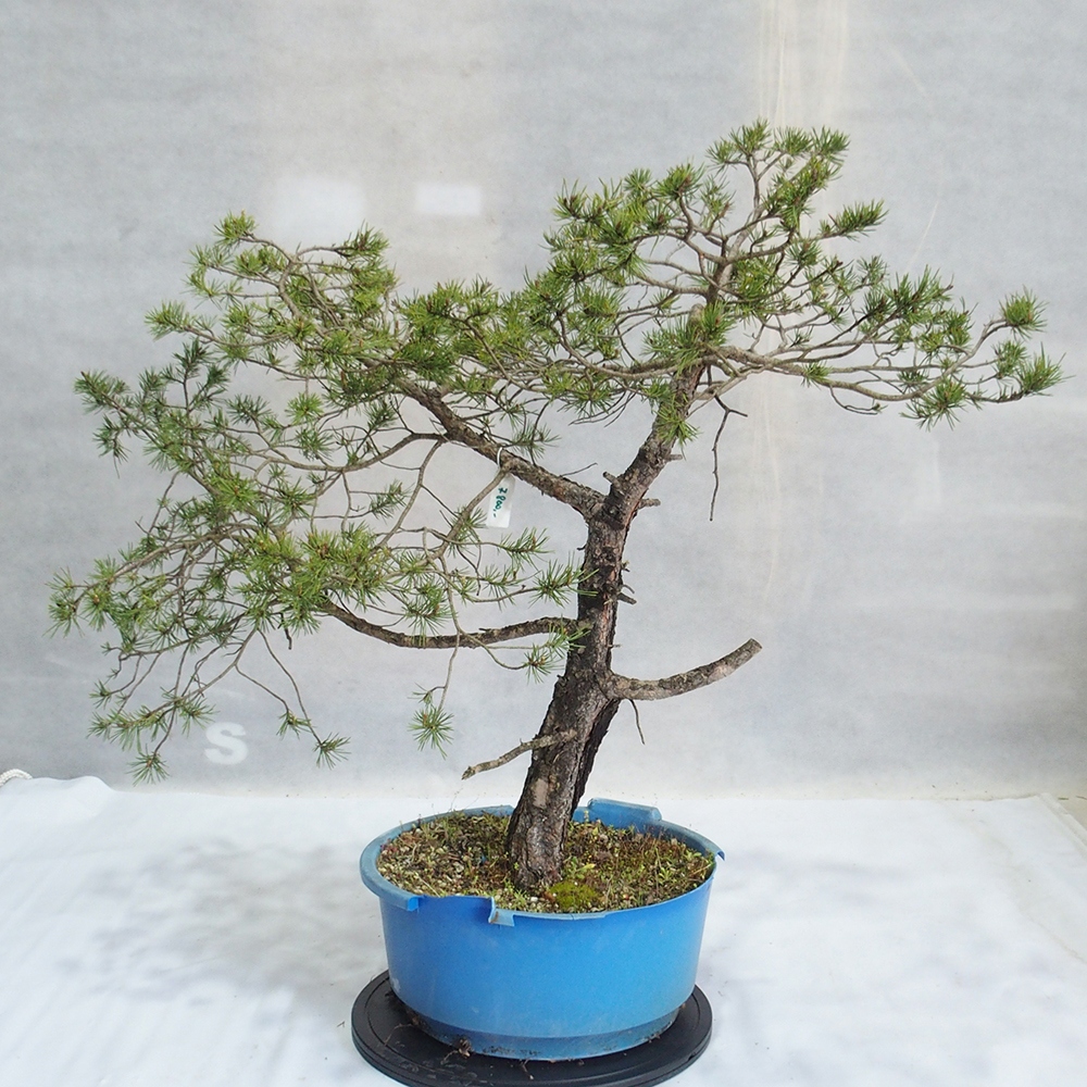Yamadori - Pinus sylvestris 