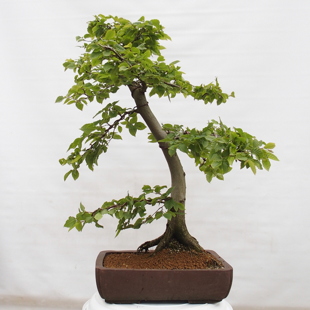 Outdoor bonsai - Hornbeam - Carpinus betulus
