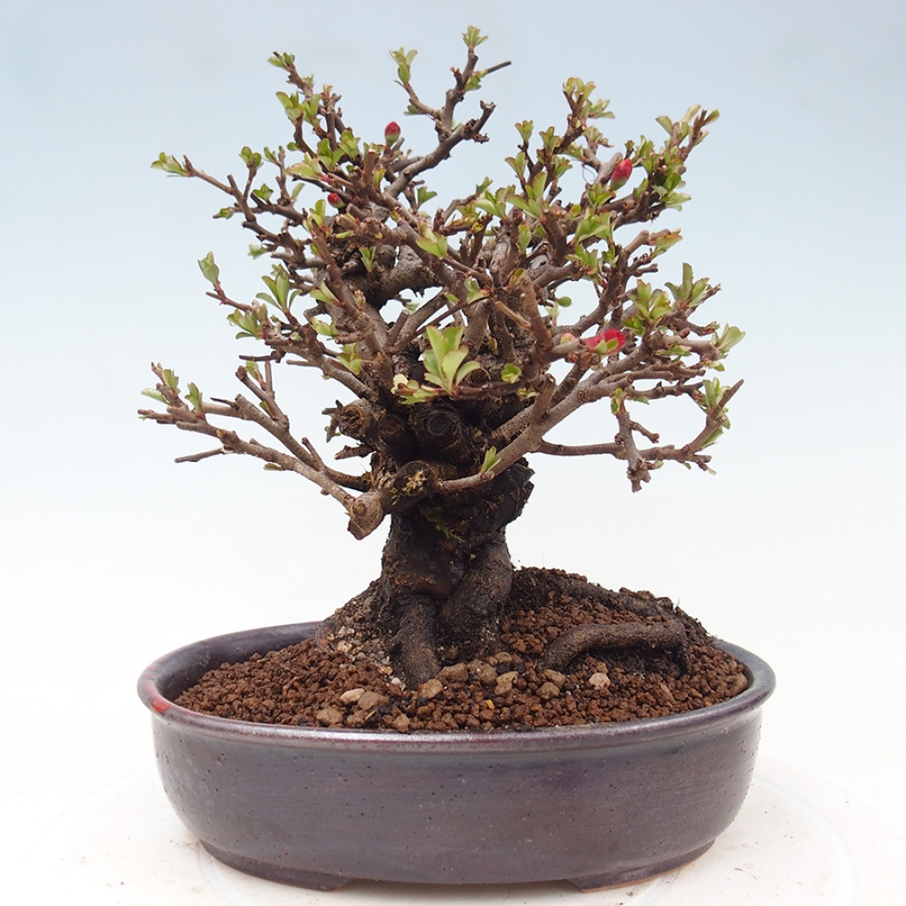 Outdoor bonsai - Chaneomeles speciosa - Quince