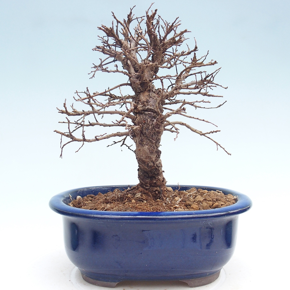 Outdoor bonsai - Zelkova - Zelkova NIRE