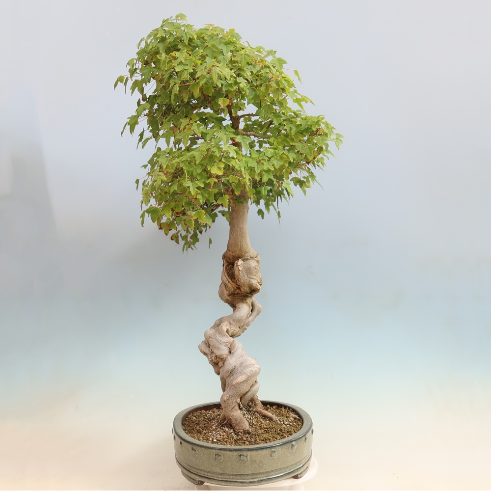 Outdoor bonsai - Acer Buergerianum - Burger Maple