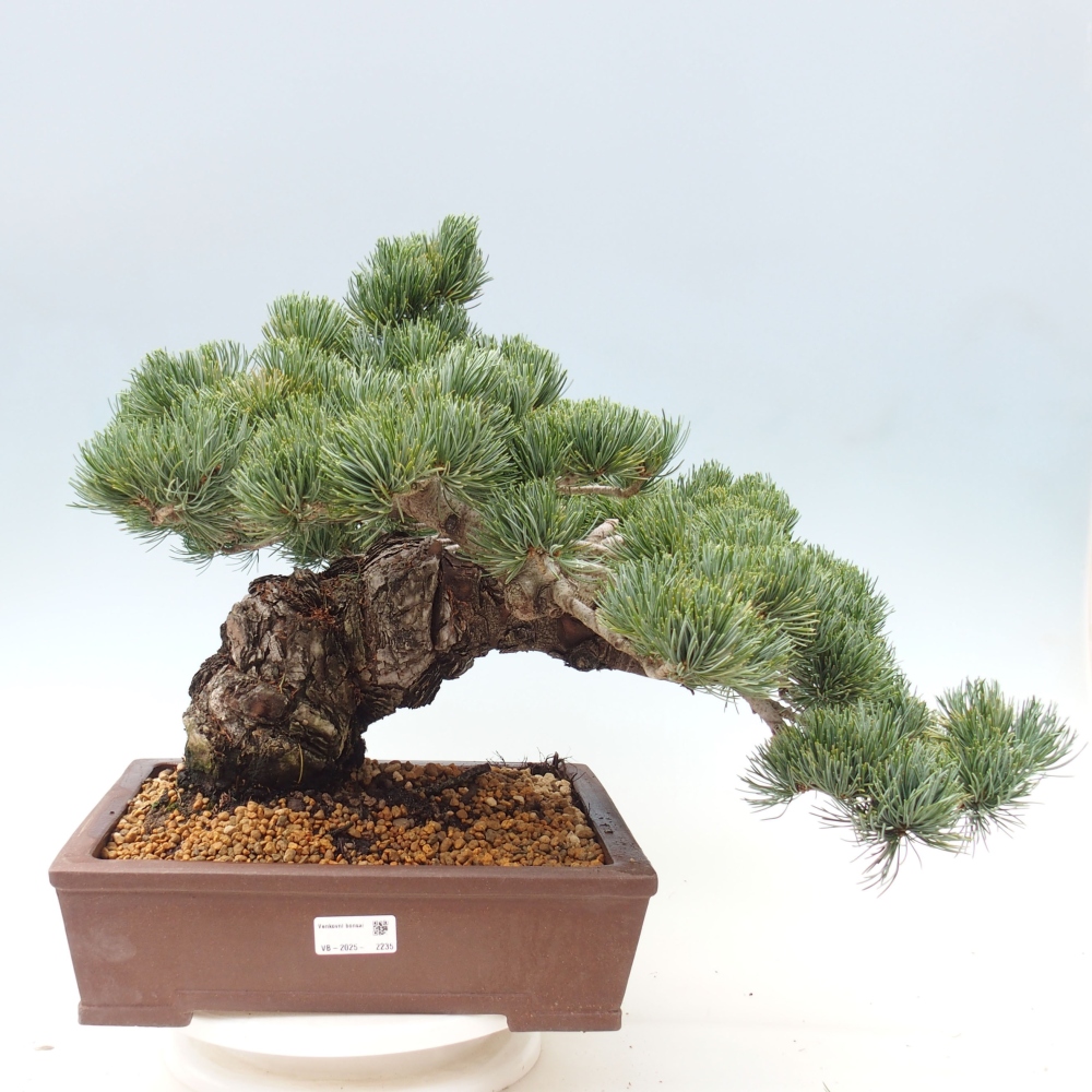 Outdoor bonsai - Pinus parviflora - Small pine tree