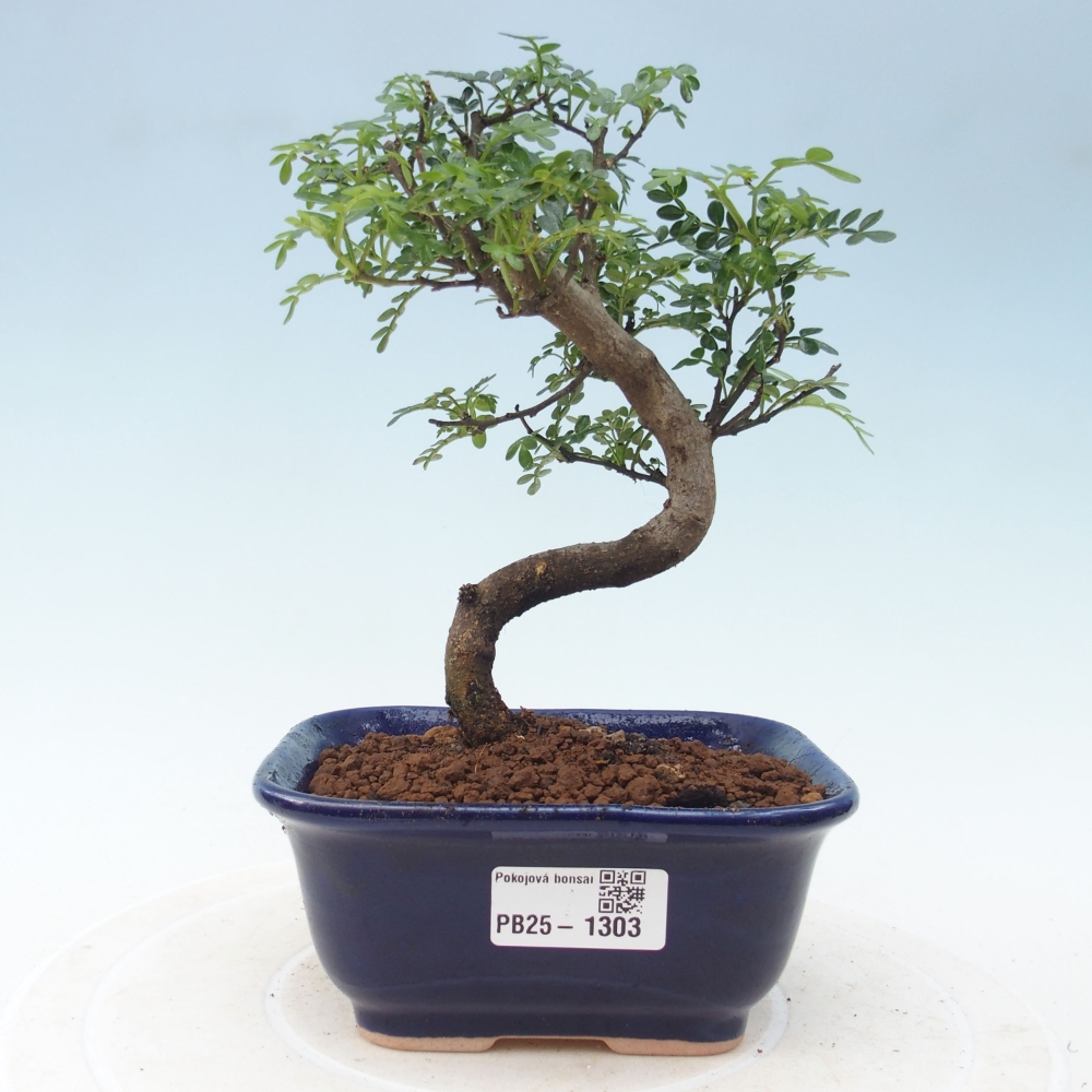Indoor bonsai - Zantoxylum piperitum - Peppermint