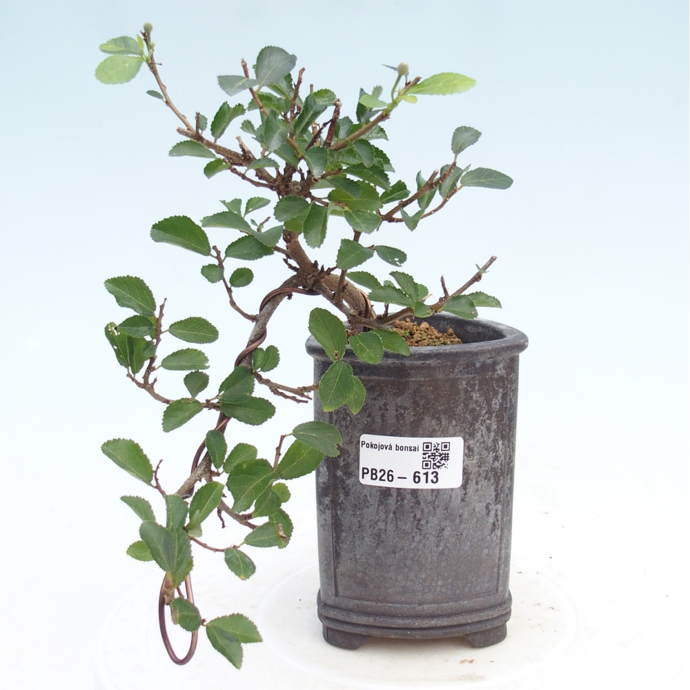 Indoor bonsai - Grewia occidentalis - Lavender Starfish