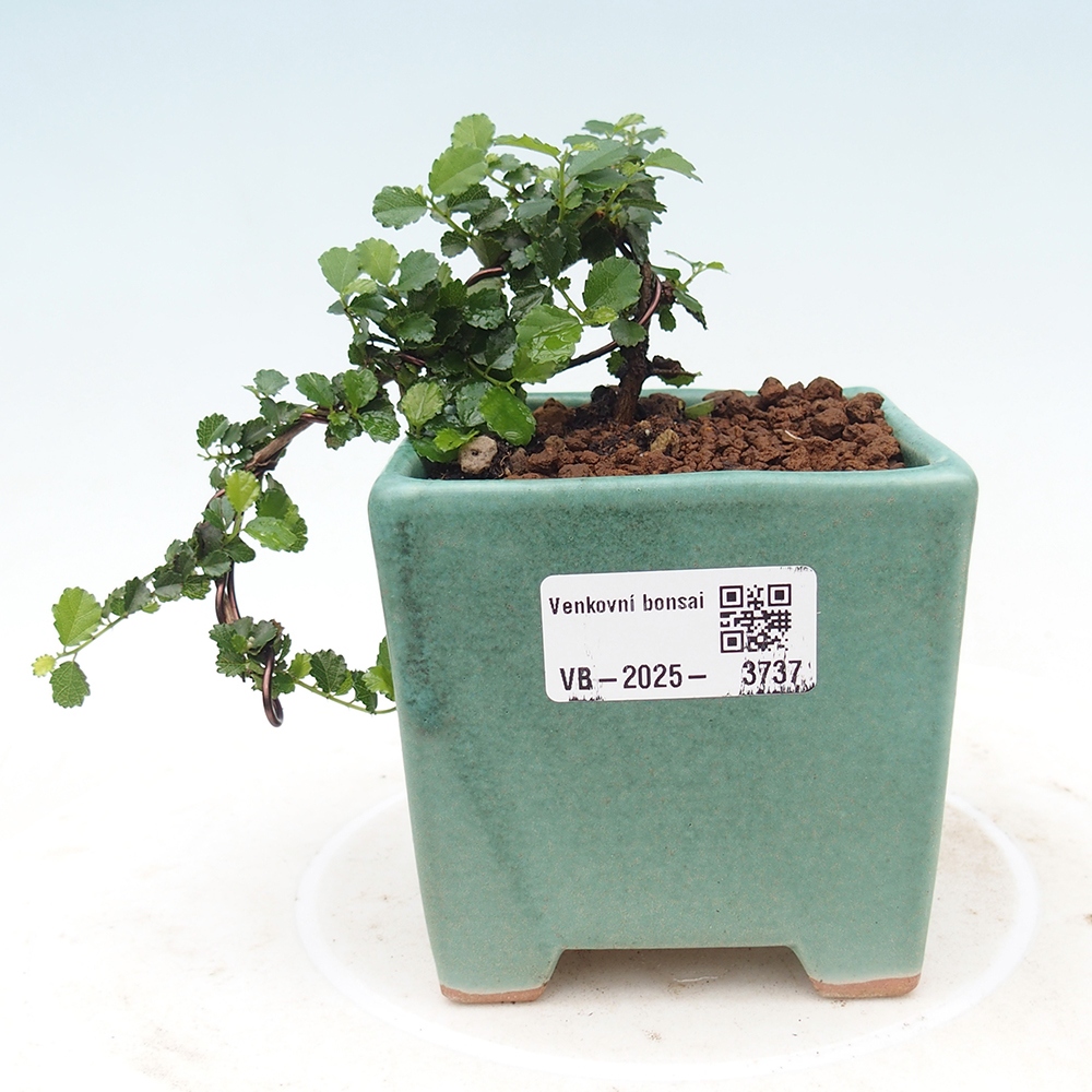 Indoor bonsai - Grewia sp. - Small-leaved Grewie