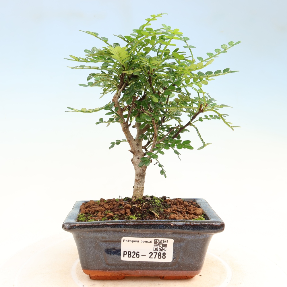 Room bonsai - Zantoxylum piperitum - pepper tree