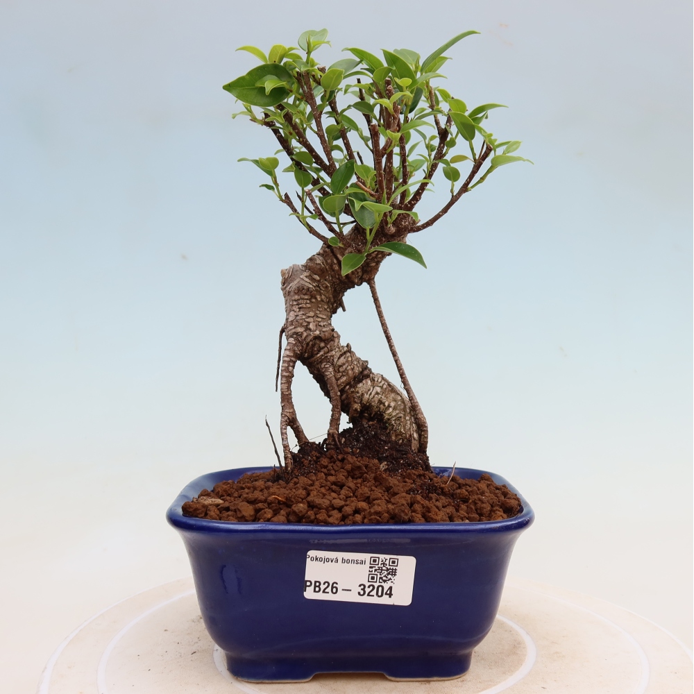 Room bonsai - Ficus kimmen - small-leaved ficus