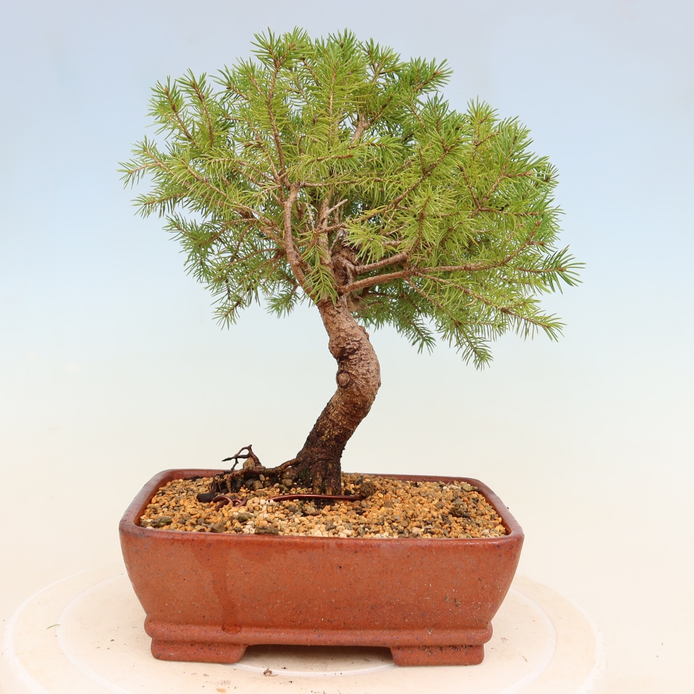 Outdoor bonsai - Spruce - Picea glauca globe