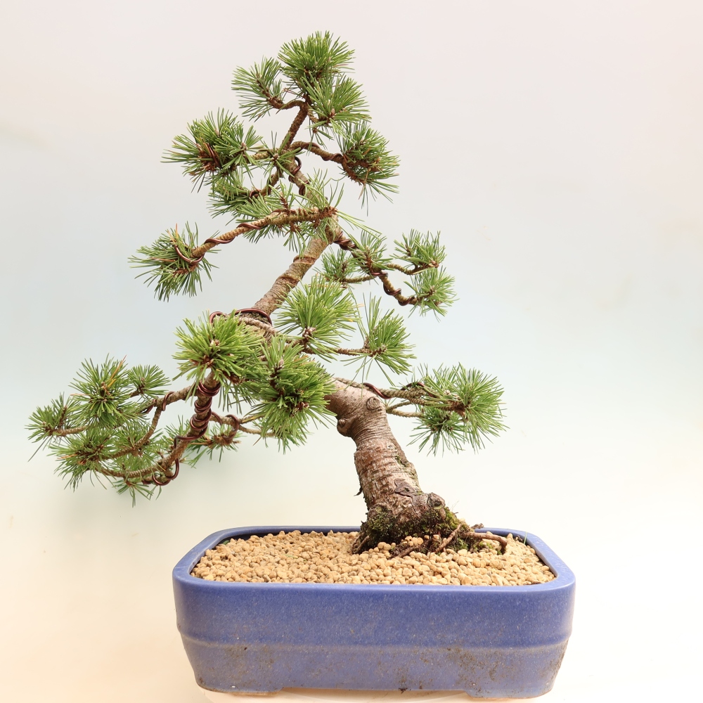 Outdoor Bonsai - Pinus mugo Humpy  - Mountain Pine