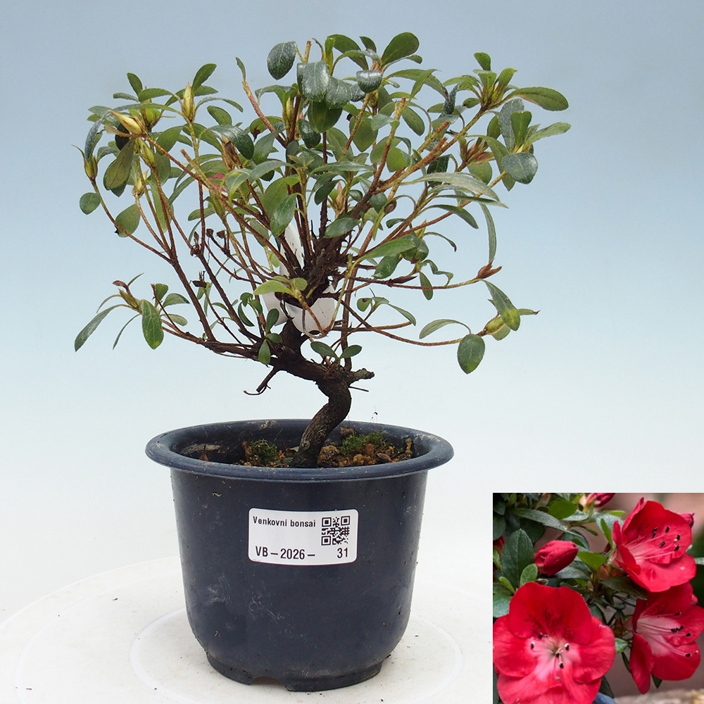Outdoor bonsai - Japanese Azalea - Azalea Benibeni