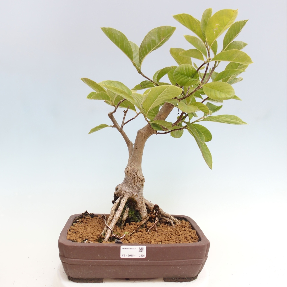 Outdoor bonsai - Magnolia Gold Star - Magnolia