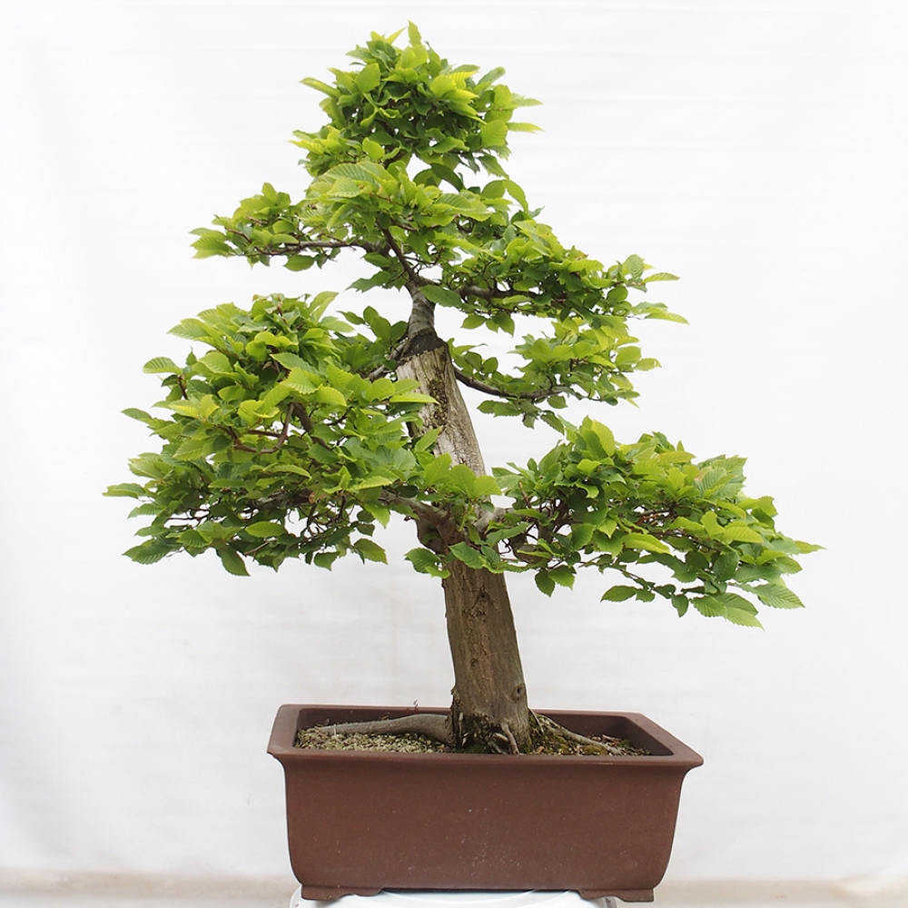 Outdoor bonsai - Hornbeam - Carpinus betulus