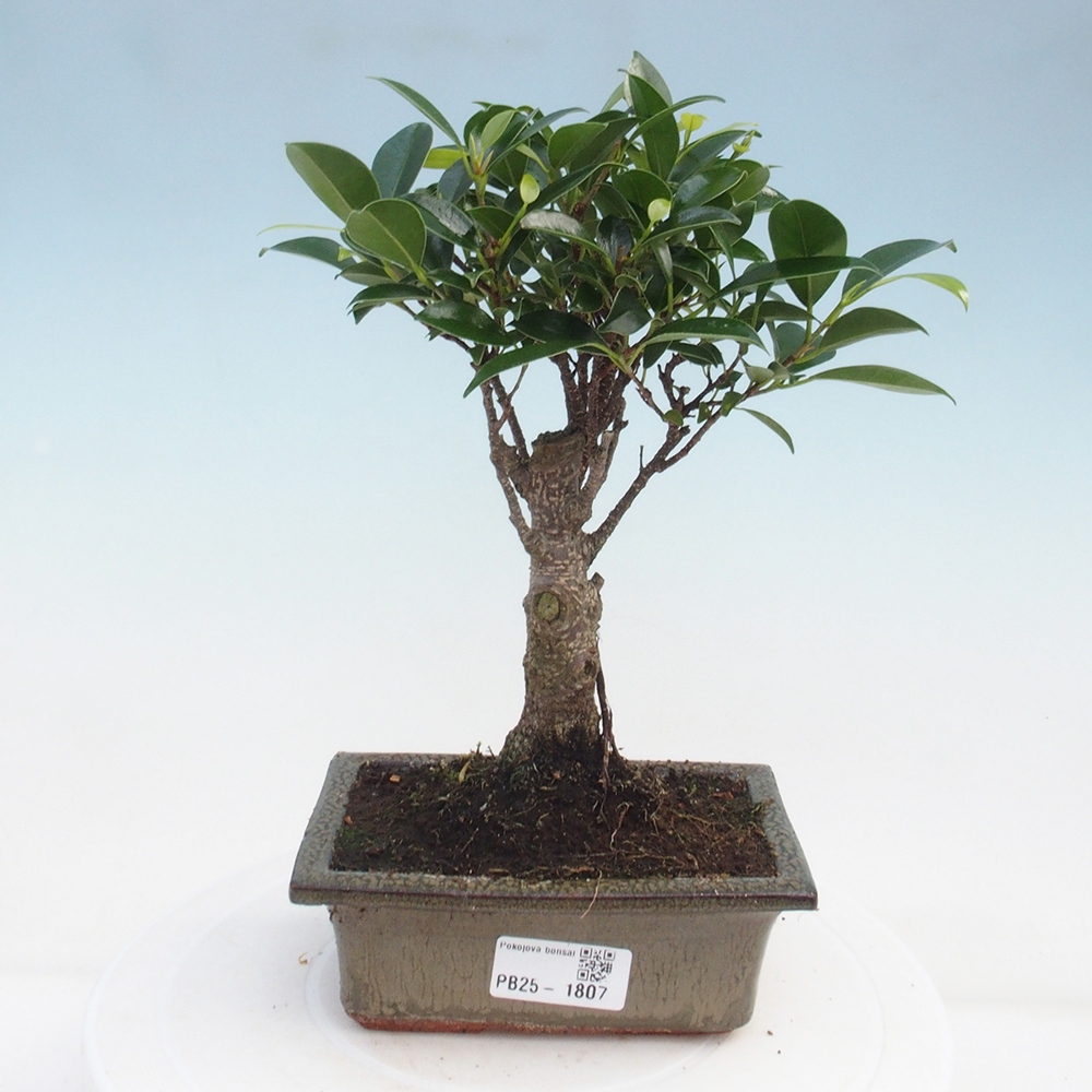 Indoor bonsai - Ficus retusa - small-leaved ficus