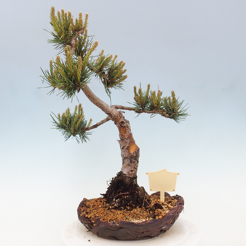 Outdoor bonsai - Pinus Sylvestris - Scots pine