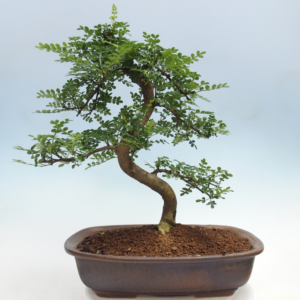 Room bonsai - Zantoxylum piperitum - pepper tree