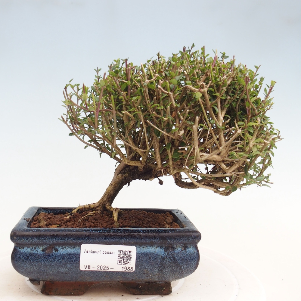 Outdoor bonsai-Lonicera nitida Twiggy -Honeysuckle