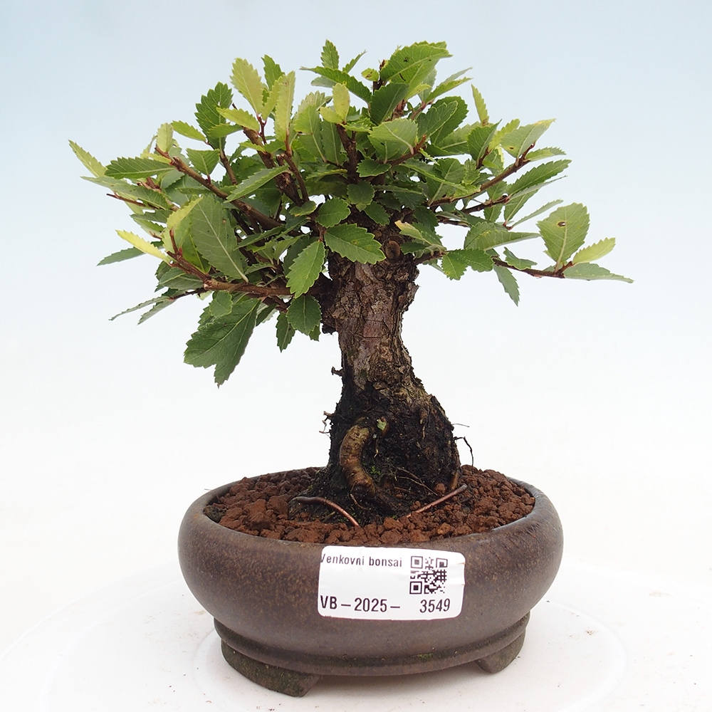 Outdoor bonsai - Zelkova - Zelkova NIRE