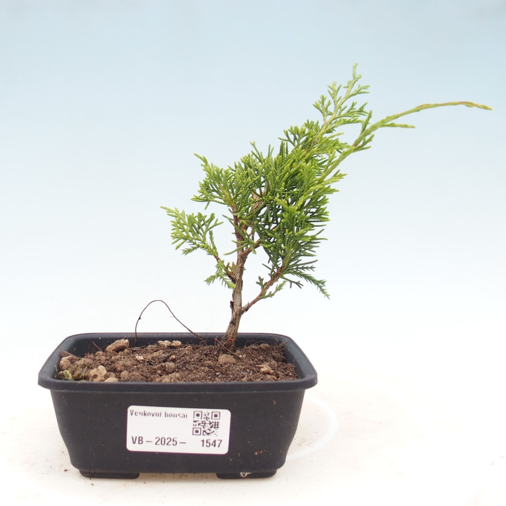 Outdoor bonsai - Juniperus chinensis Itoigawa - Chinese juniper
