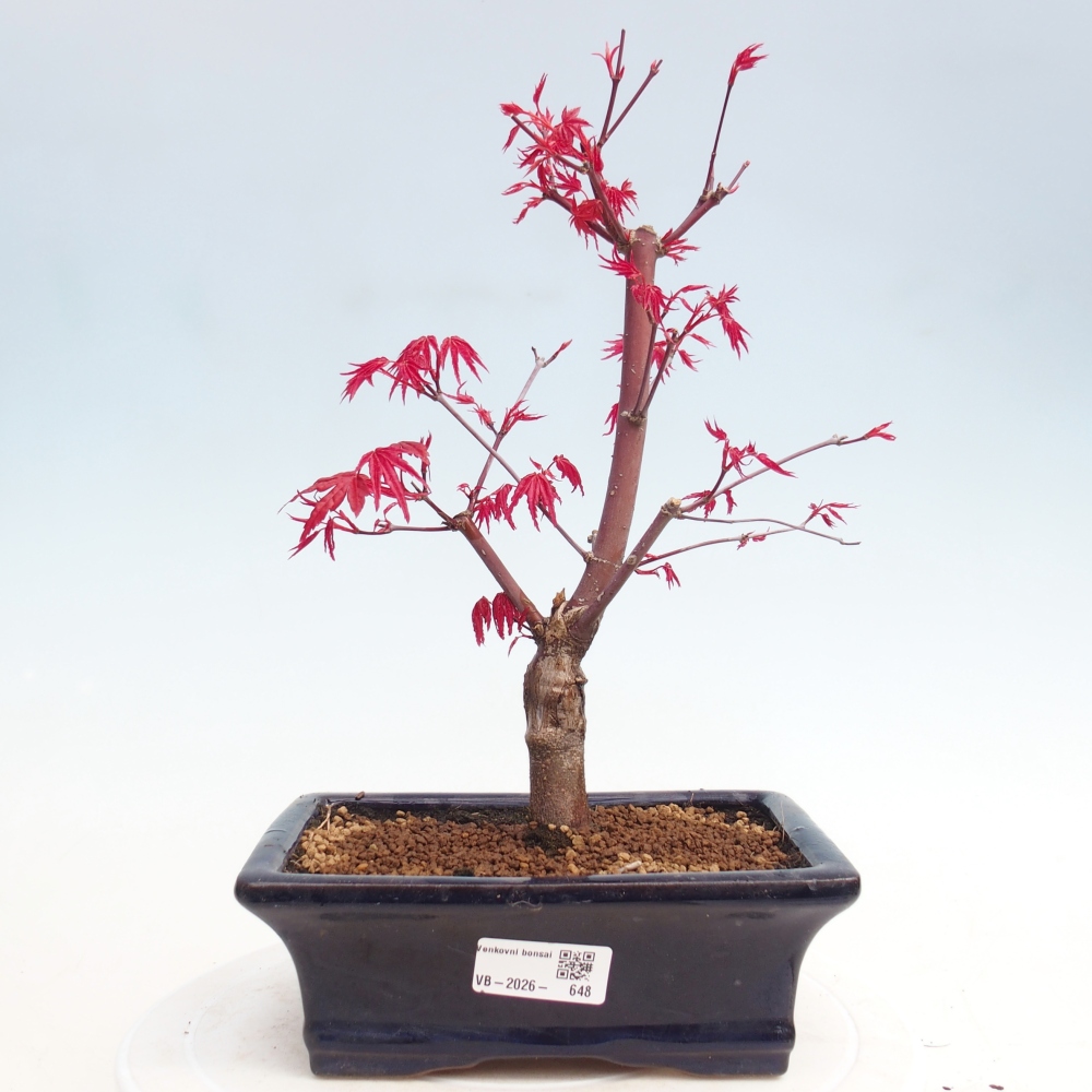 Outdoor bonsai - Acer palmatum DESHOJO