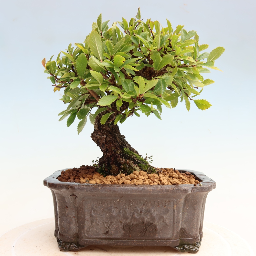 Outdoor bonsai - Zelkova - Zelkova NIRE
