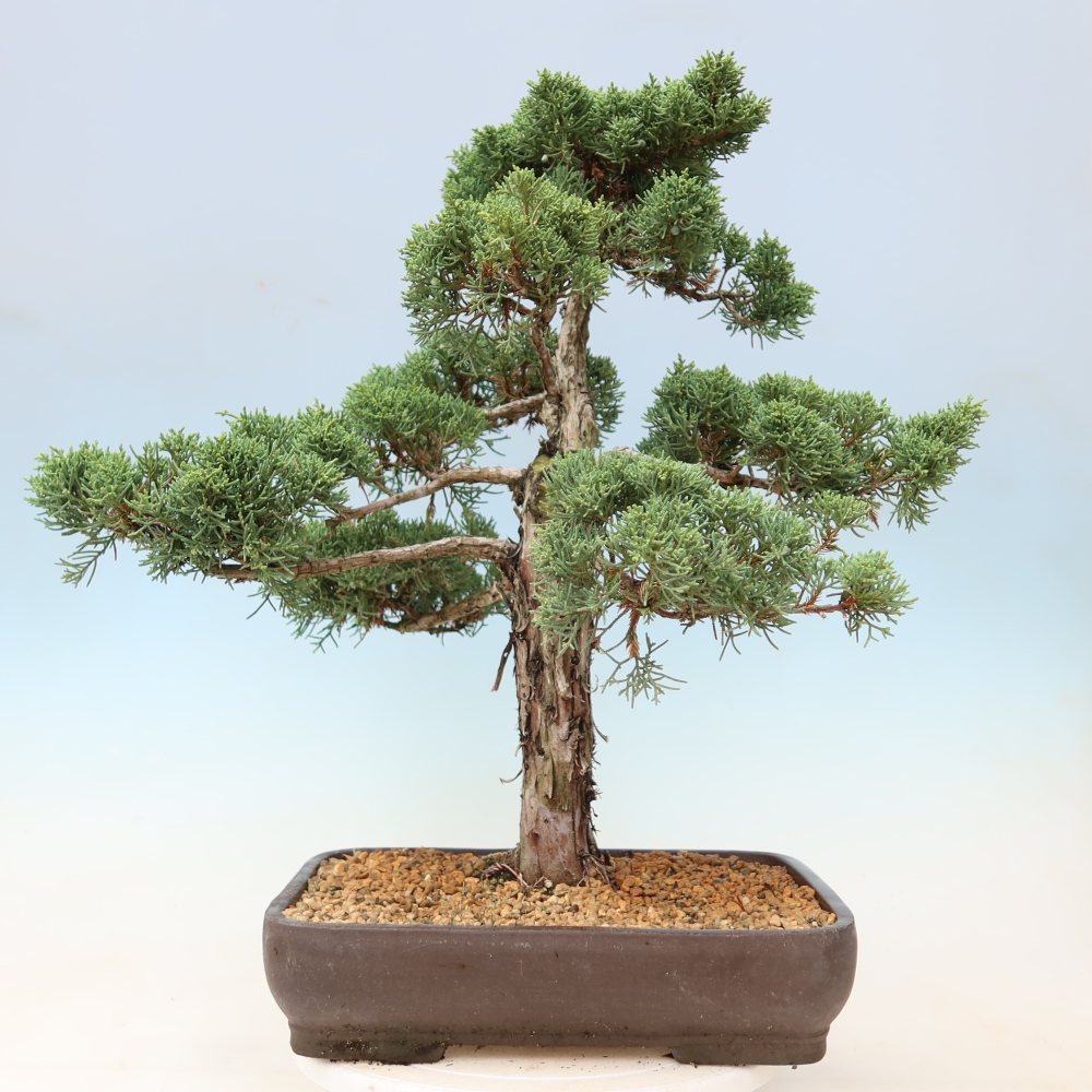 Outdoor bonsai - Juniperus chinensis Kishu