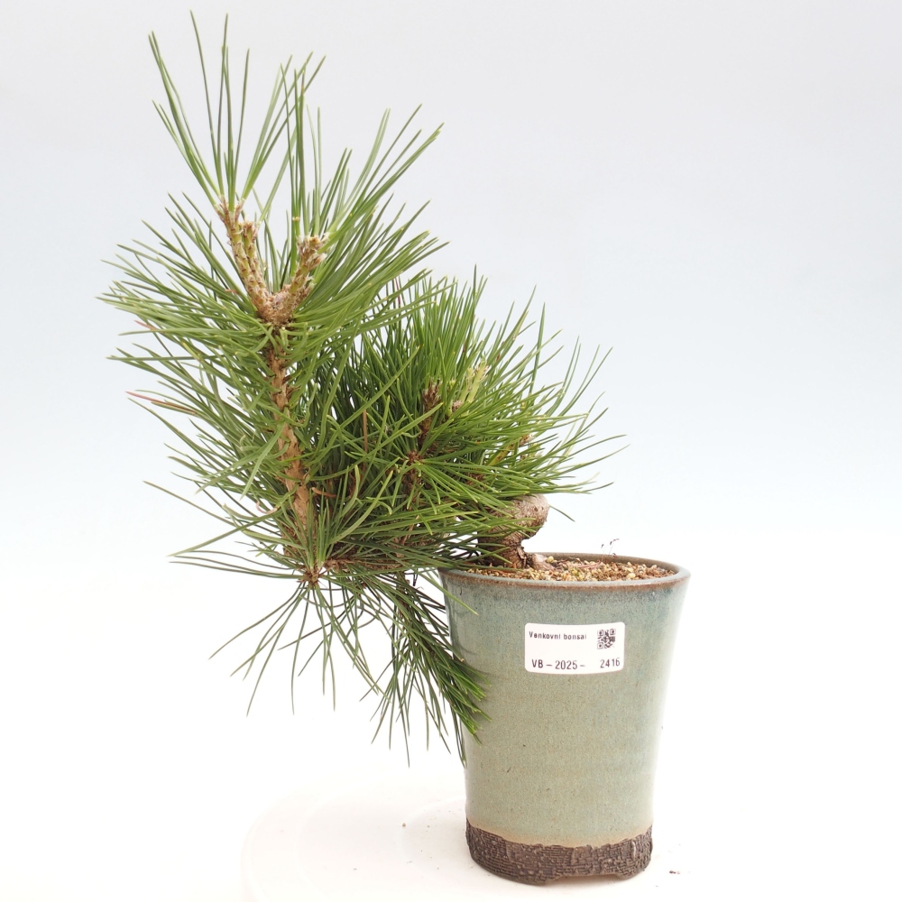 Outdoor bonsai - Pinus thunbergii - Thunbergia pine