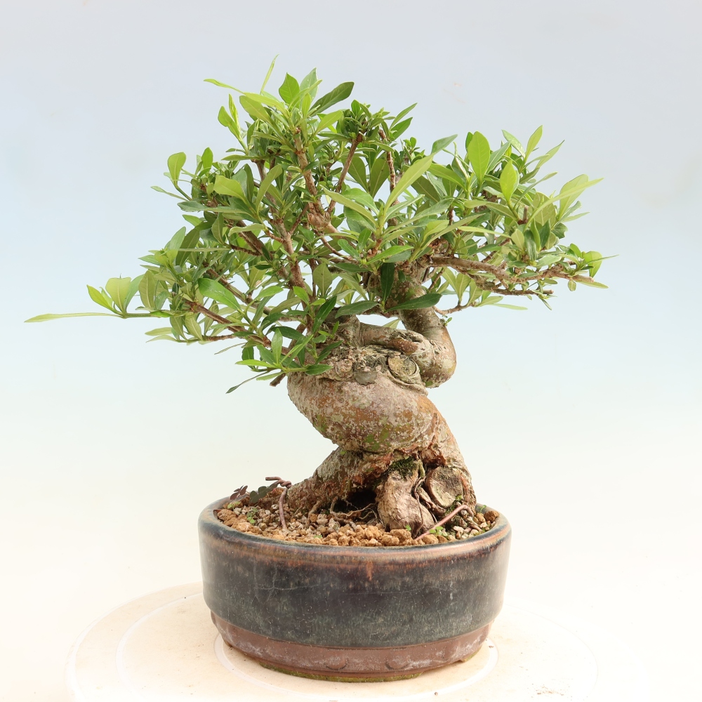 Indoor Bonsai - Gardenia jasminoides - Gardenia