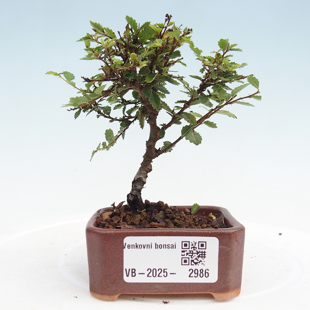 Outdoor bonsai - Ulmus parvifolia Sagei - Small-leaved elm