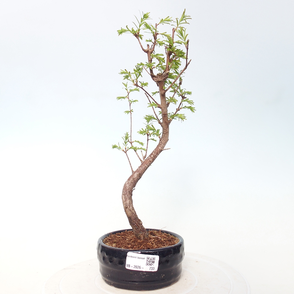 Outdoor bonsai - Metasequoia glyptostroboides - Chinese Metasequoia