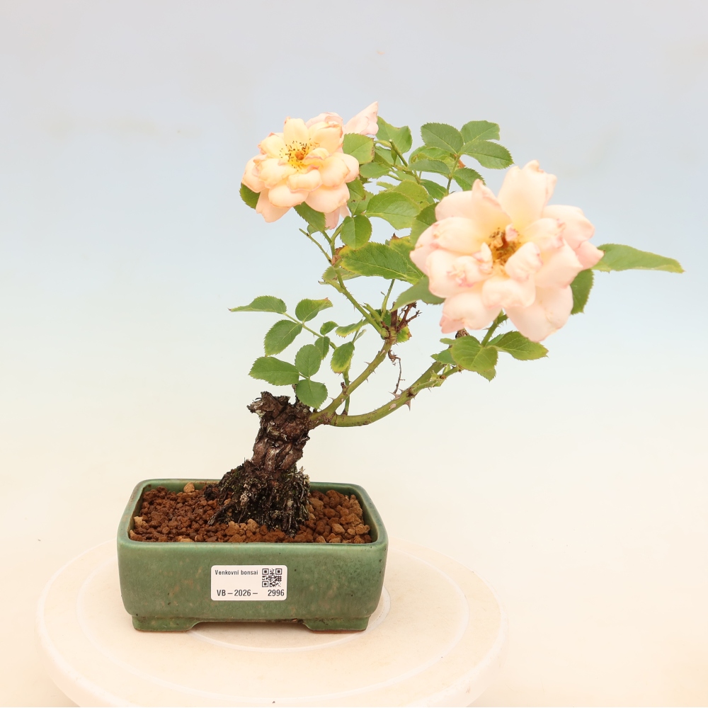 Outdoor Bonsai - Rosa Kordes - Rose