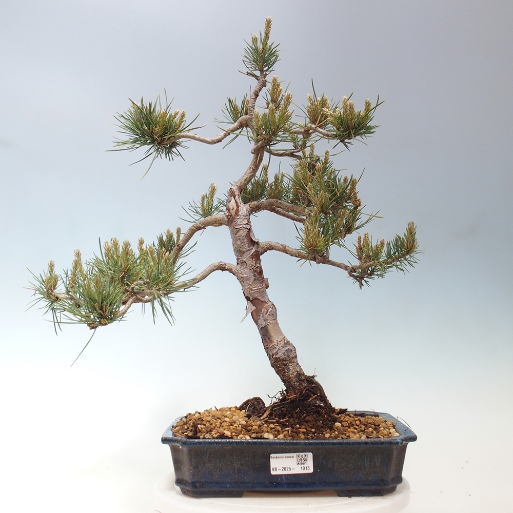 Outdoor bonsai - Pinus Sylvestris - Scots pine