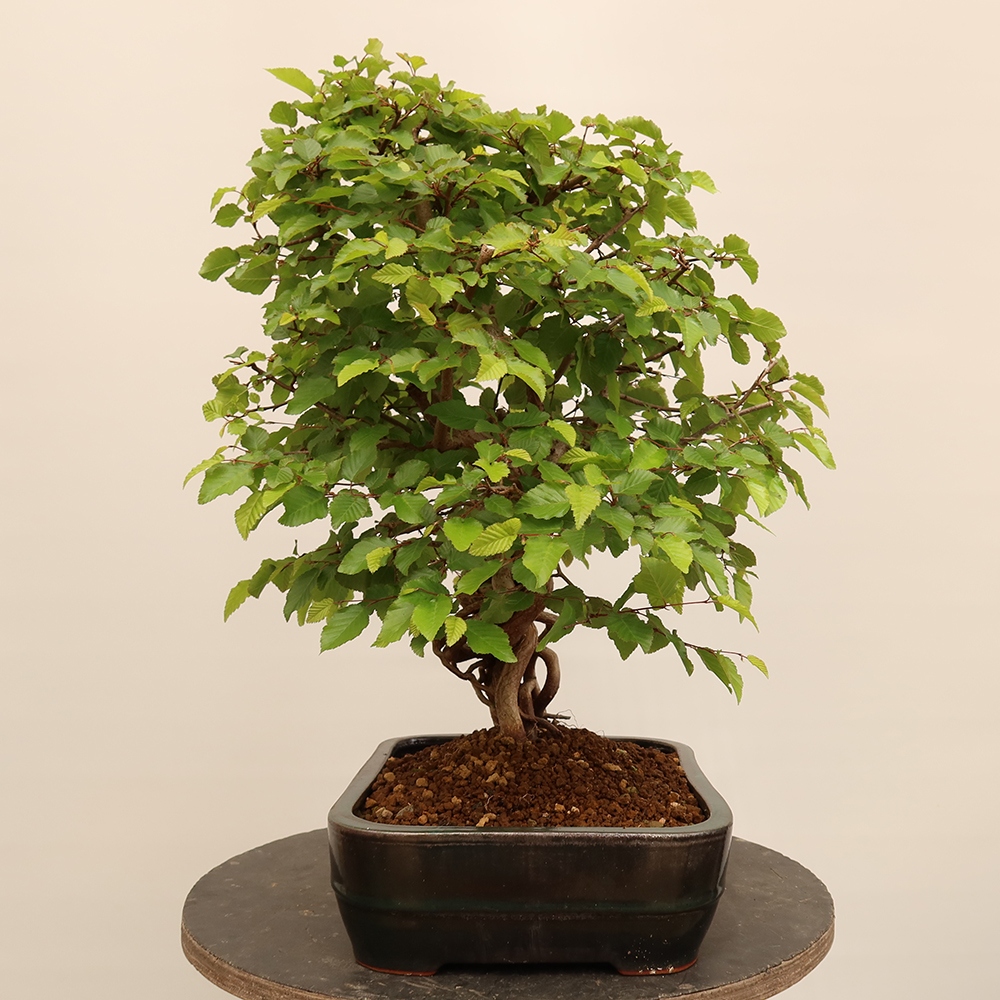 Outdoor bonsai - Carpinus Coreana - Korean hornbeam