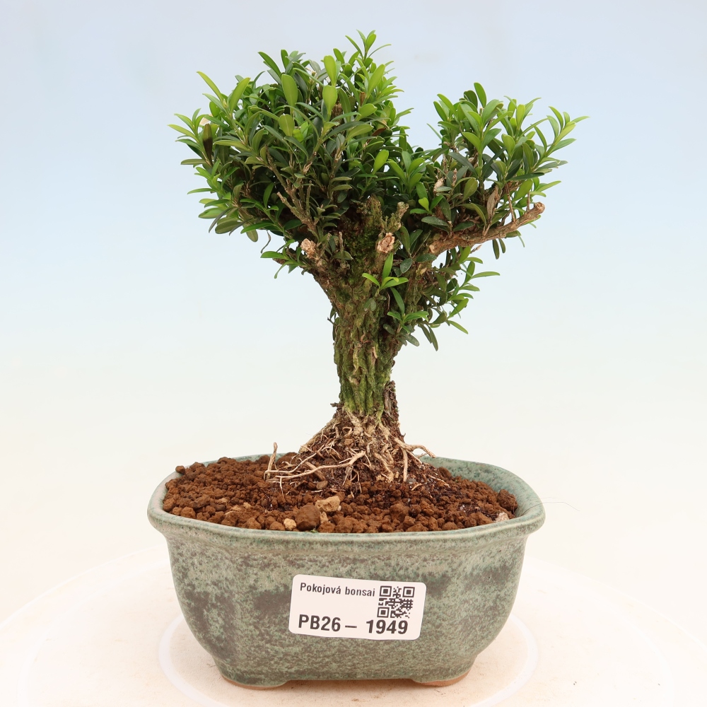 Room bonsai - Buxus harlandii - cork buxus