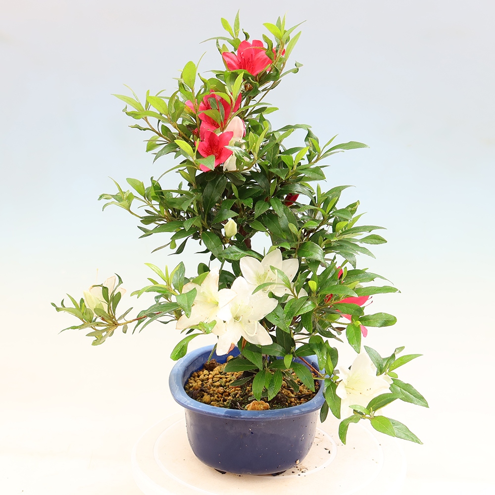 Outdoor bonsai - Japanese azalea - Azalea CHIHIRO