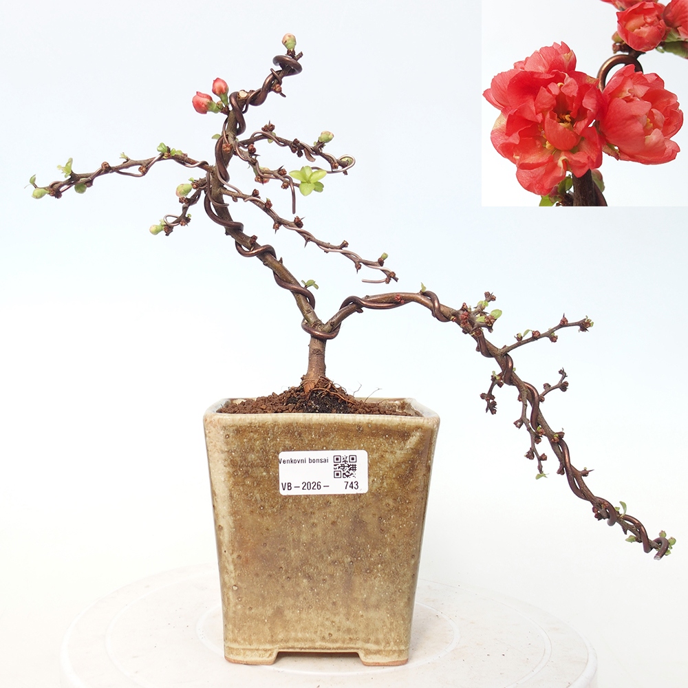 Outdoor bonsai - Chaneomeles s. Red Joy - Quince