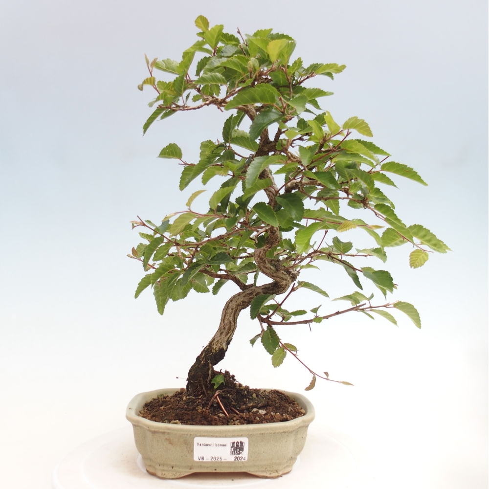 Outdoor bonsai -Carpinus CARPINOIDES - Korean hornbeam