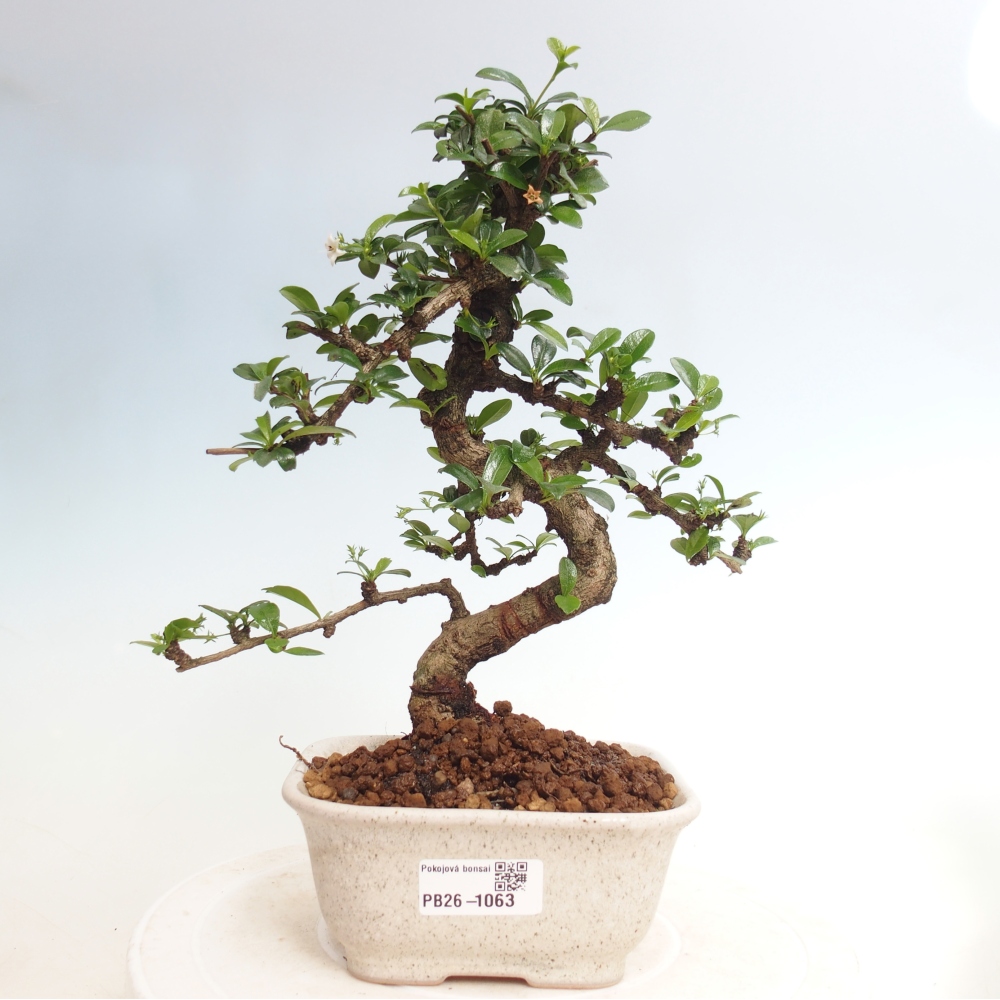 Room bonsai - Carmona macrophylla - Tea fuki
