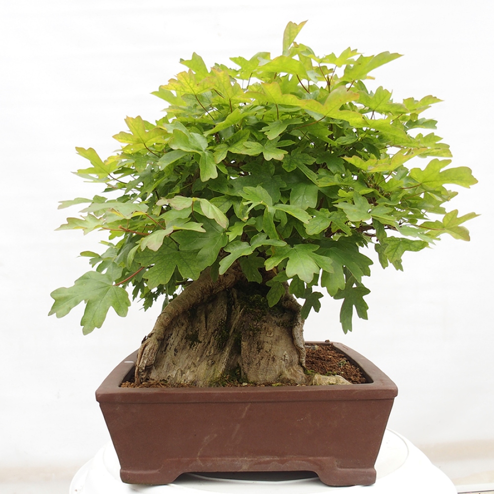 Outdoor bonsai - Baby maple - Acer campestre