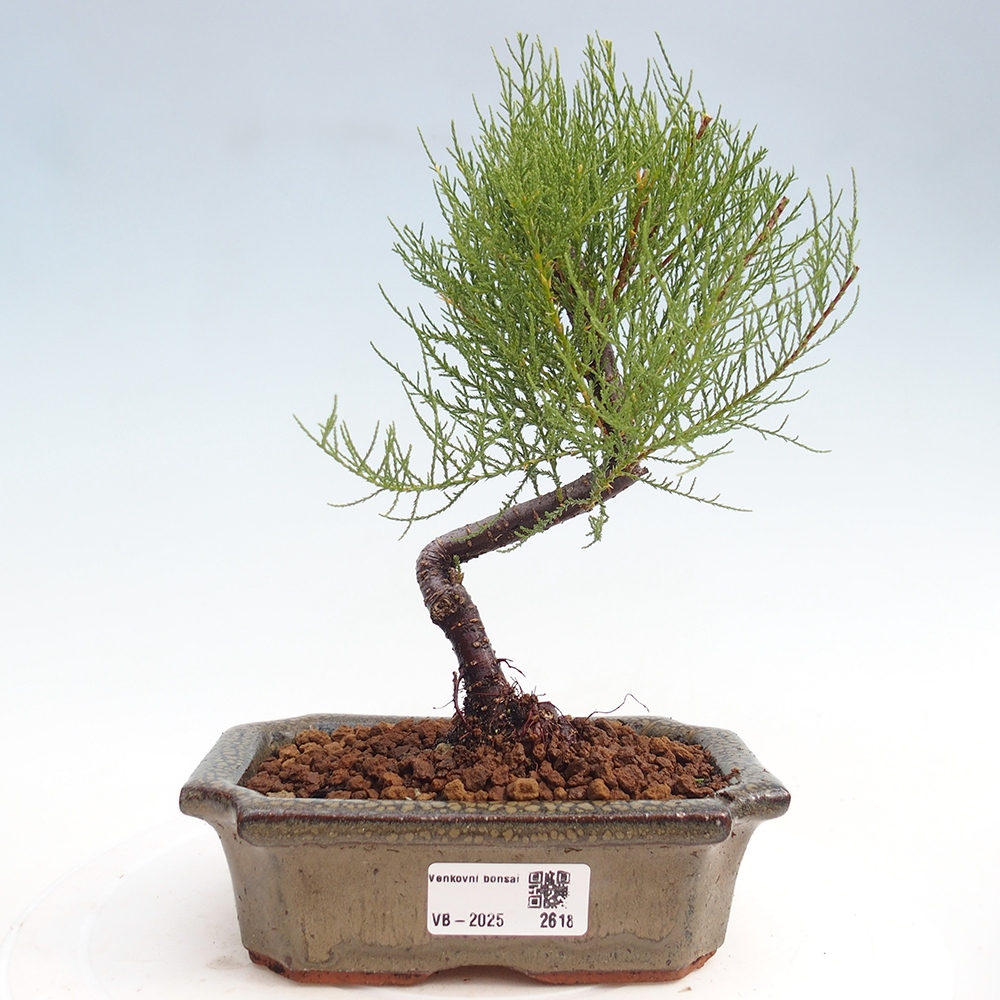 Outdoor bonsai - Tamarix - Tamarix