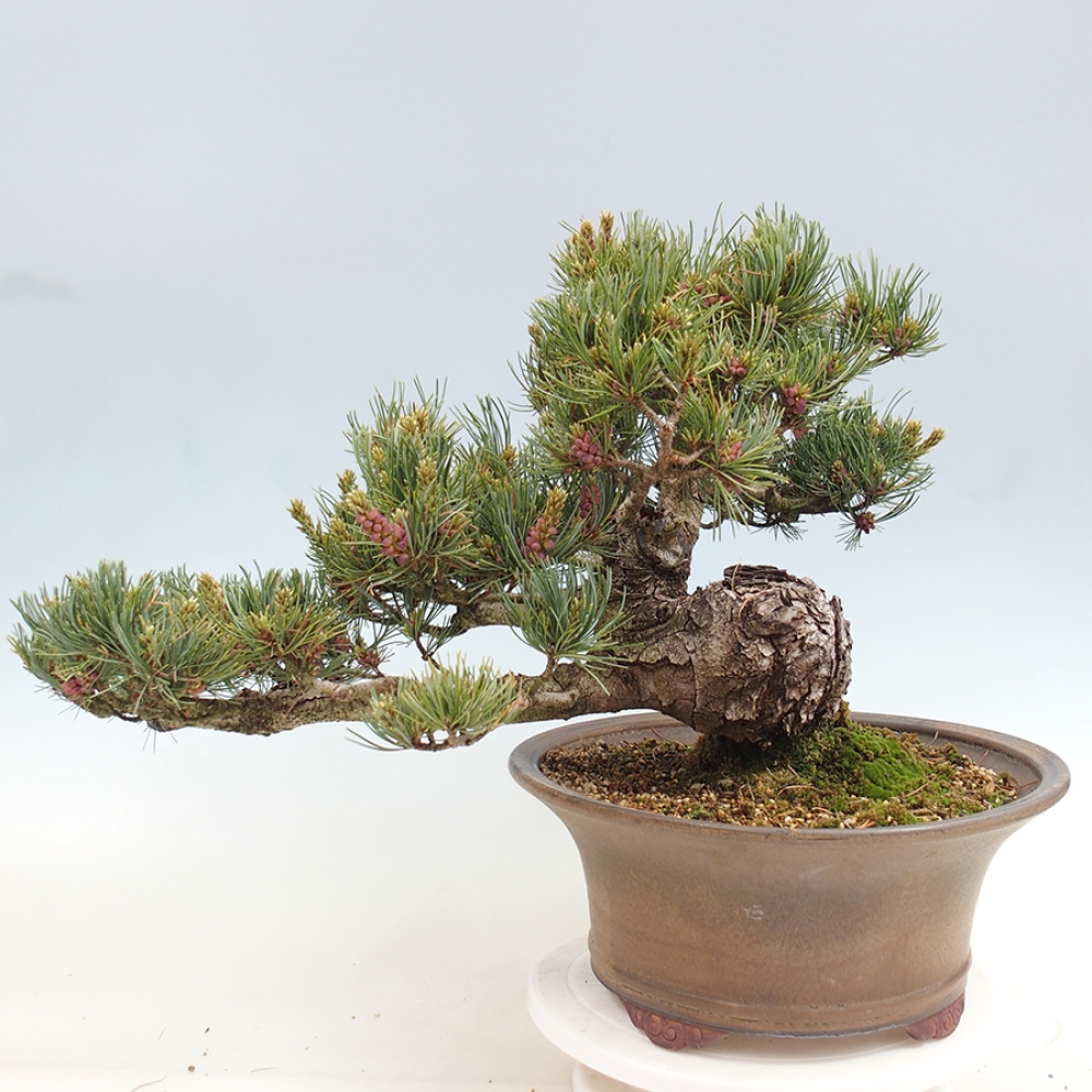 Outdoor bonsai - Pinus parviflora - Pinus parviflora