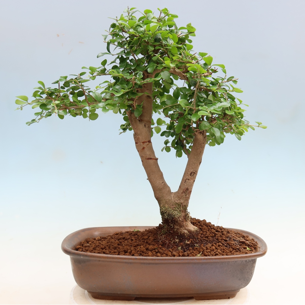 Room bonsai -Ligustrum retusa - small-leaved bird's beak