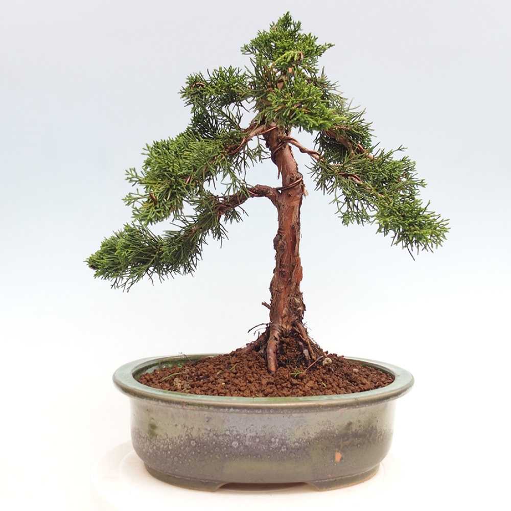 Outdoor bonsai - Juniperus chinensis Kishu - Chinese juniper