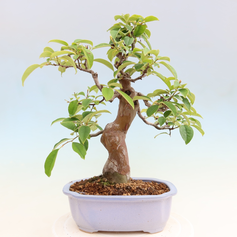 Outdoor bonsai - Pseudocydonia sinensis - Chinese quince