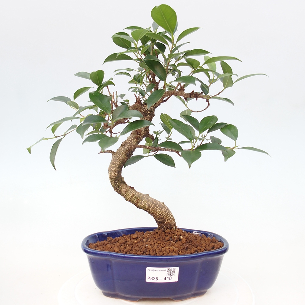 Room bonsai - Ficus retusa - small-leaved ficus